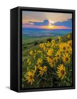 Washington State, Palouse Hills. Landscape with Douglas' Sunflowers-Don Paulson-Framed Stretched Canvas