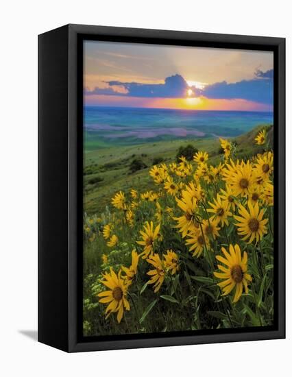 Washington State, Palouse Hills. Landscape with Douglas' Sunflowers-Don Paulson-Framed Stretched Canvas