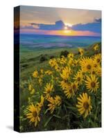 Washington State, Palouse Hills. Landscape with Douglas' Sunflowers-Don Paulson-Stretched Canvas