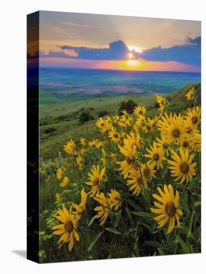 Washington State, Palouse Hills. Landscape with Douglas' Sunflowers-Don Paulson-Stretched Canvas