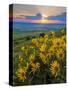 Washington State, Palouse Hills. Landscape with Douglas' Sunflowers-Don Paulson-Stretched Canvas