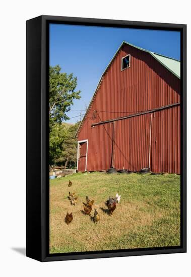 Washington State, Palouse, Whitman County. Pioneer Stock Farm, Chickens and Peacock in Barn Window-Alison Jones-Framed Stretched Canvas