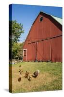 Washington State, Palouse, Whitman County. Pioneer Stock Farm, Chickens and Peacock in Barn Window-Alison Jones-Stretched Canvas