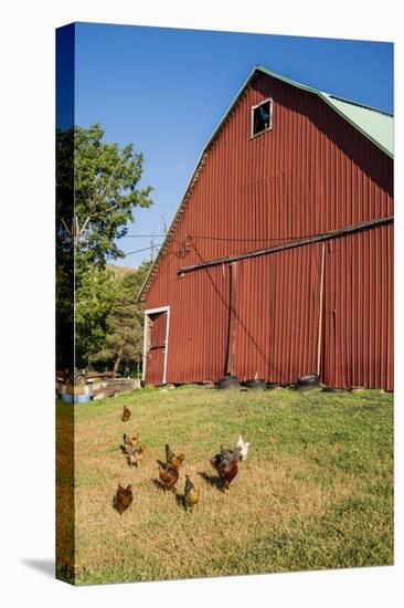 Washington State, Palouse, Whitman County. Pioneer Stock Farm, Chickens and Peacock in Barn Window-Alison Jones-Stretched Canvas