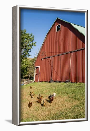 Washington State, Palouse, Whitman County. Pioneer Stock Farm, Chickens and Peacock in Barn Window-Alison Jones-Framed Photographic Print