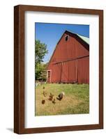 Washington State, Palouse, Whitman County. Pioneer Stock Farm, Chickens and Peacock in Barn Window-Alison Jones-Framed Photographic Print