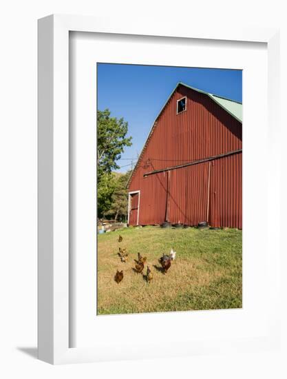 Washington State, Palouse, Whitman County. Pioneer Stock Farm, Chickens and Peacock in Barn Window-Alison Jones-Framed Photographic Print