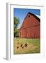 Washington State, Palouse, Whitman County. Pioneer Stock Farm, Chickens and Peacock in Barn Window-Alison Jones-Framed Photographic Print