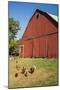 Washington State, Palouse, Whitman County. Pioneer Stock Farm, Chickens and Peacock in Barn Window-Alison Jones-Mounted Photographic Print
