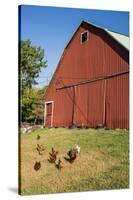 Washington State, Palouse, Whitman County. Pioneer Stock Farm, Chickens and Peacock in Barn Window-Alison Jones-Stretched Canvas