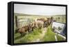 Washington State, Palouse, Whitman County. Pioneer Stock Farm, Cows at Pasture Gate-Alison Jones-Framed Stretched Canvas