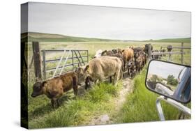 Washington State, Palouse, Whitman County. Pioneer Stock Farm, Cows at Pasture Gate-Alison Jones-Stretched Canvas