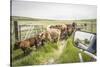 Washington State, Palouse, Whitman County. Pioneer Stock Farm, Cows at Pasture Gate-Alison Jones-Stretched Canvas