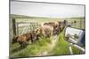 Washington State, Palouse, Whitman County. Pioneer Stock Farm, Cows at Pasture Gate-Alison Jones-Mounted Photographic Print