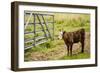 Washington State, Palouse, Whitman County. Pioneer Stock Farm, Cows at Pasture Gate-Alison Jones-Framed Photographic Print