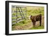 Washington State, Palouse, Whitman County. Pioneer Stock Farm, Cows at Pasture Gate-Alison Jones-Framed Photographic Print