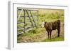 Washington State, Palouse, Whitman County. Pioneer Stock Farm, Cows at Pasture Gate-Alison Jones-Framed Photographic Print