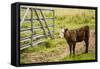 Washington State, Palouse, Whitman County. Pioneer Stock Farm, Cows at Pasture Gate-Alison Jones-Framed Stretched Canvas