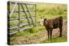 Washington State, Palouse, Whitman County. Pioneer Stock Farm, Cows at Pasture Gate-Alison Jones-Stretched Canvas