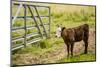 Washington State, Palouse, Whitman County. Pioneer Stock Farm, Cows at Pasture Gate-Alison Jones-Mounted Photographic Print