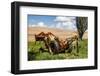 Washington State, Palouse, Whitman County. Pioneer Stock Farm, Tractor Used for Fence Building-Alison Jones-Framed Photographic Print