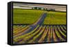 Washington State, Pasco. Sunset on a Vineyard-Richard Duval-Framed Stretched Canvas