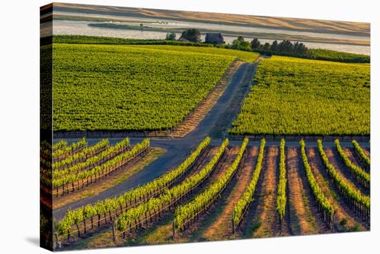 Washington State, Pasco. Sunset on a Vineyard-Richard Duval-Stretched Canvas