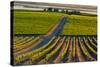 Washington State, Pasco. Sunset on a Vineyard-Richard Duval-Stretched Canvas