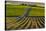 Washington State, Pasco. Sunset on a Vineyard-Richard Duval-Stretched Canvas