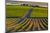 Washington State, Pasco. Sunset on a Vineyard-Richard Duval-Mounted Photographic Print