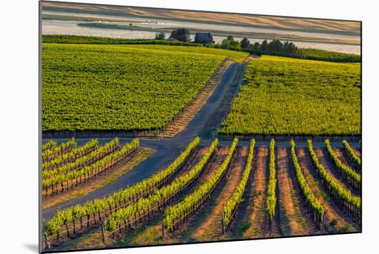 Washington State, Pasco. Sunset on a Vineyard-Richard Duval-Mounted Photographic Print