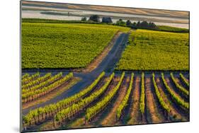 Washington State, Pasco. Sunset on a Vineyard-Richard Duval-Mounted Photographic Print