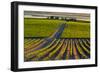 Washington State, Pasco. Sunset on a Vineyard-Richard Duval-Framed Photographic Print