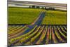 Washington State, Pasco. Sunset on a Vineyard-Richard Duval-Mounted Photographic Print