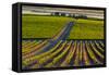 Washington State, Pasco. Sunset on a Vineyard-Richard Duval-Framed Stretched Canvas