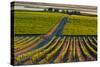 Washington State, Pasco. Sunset on a Vineyard-Richard Duval-Stretched Canvas