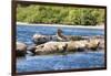 Washington State, Poulsbo. Harbor Seal Haul Out. Liberty Bay-Trish Drury-Framed Photographic Print