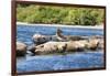 Washington State, Poulsbo. Harbor Seal Haul Out. Liberty Bay-Trish Drury-Framed Photographic Print