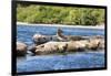 Washington State, Poulsbo. Harbor Seal Haul Out. Liberty Bay-Trish Drury-Framed Photographic Print