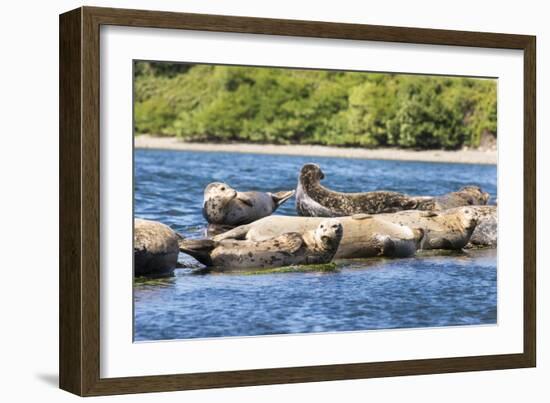 Washington State, Poulsbo. Harbor Seal Haul Out. Liberty Bay-Trish Drury-Framed Photographic Print