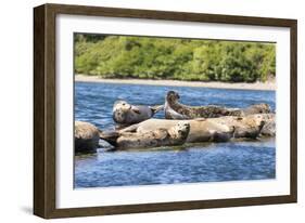 Washington State, Poulsbo. Harbor Seal Haul Out. Liberty Bay-Trish Drury-Framed Photographic Print