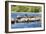 Washington State, Poulsbo. Harbor Seal Haul Out. Liberty Bay-Trish Drury-Framed Photographic Print