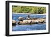 Washington State, Poulsbo. Harbor Seal Haul Out. Liberty Bay-Trish Drury-Framed Photographic Print