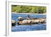 Washington State, Poulsbo. Harbor Seal Haul Out. Liberty Bay-Trish Drury-Framed Photographic Print