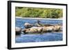 Washington State, Poulsbo. Harbor Seal Haul Out. Liberty Bay-Trish Drury-Framed Photographic Print