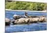 Washington State, Poulsbo. Harbor Seal Haul Out. Liberty Bay-Trish Drury-Mounted Photographic Print