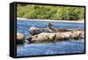 Washington State, Poulsbo. Harbor Seal Haul Out. Liberty Bay-Trish Drury-Framed Stretched Canvas