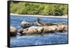 Washington State, Poulsbo. Harbor Seal Haul Out. Liberty Bay-Trish Drury-Framed Stretched Canvas