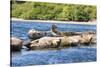 Washington State, Poulsbo. Harbor Seal Haul Out. Liberty Bay-Trish Drury-Stretched Canvas