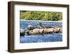 Washington State, Poulsbo. Harbor Seal Haul Out. Liberty Bay-Trish Drury-Framed Photographic Print